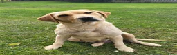 Labrador Retriever dogs for sale: *Beautiful kc, Dna clear labrador puppies* - Advert 15