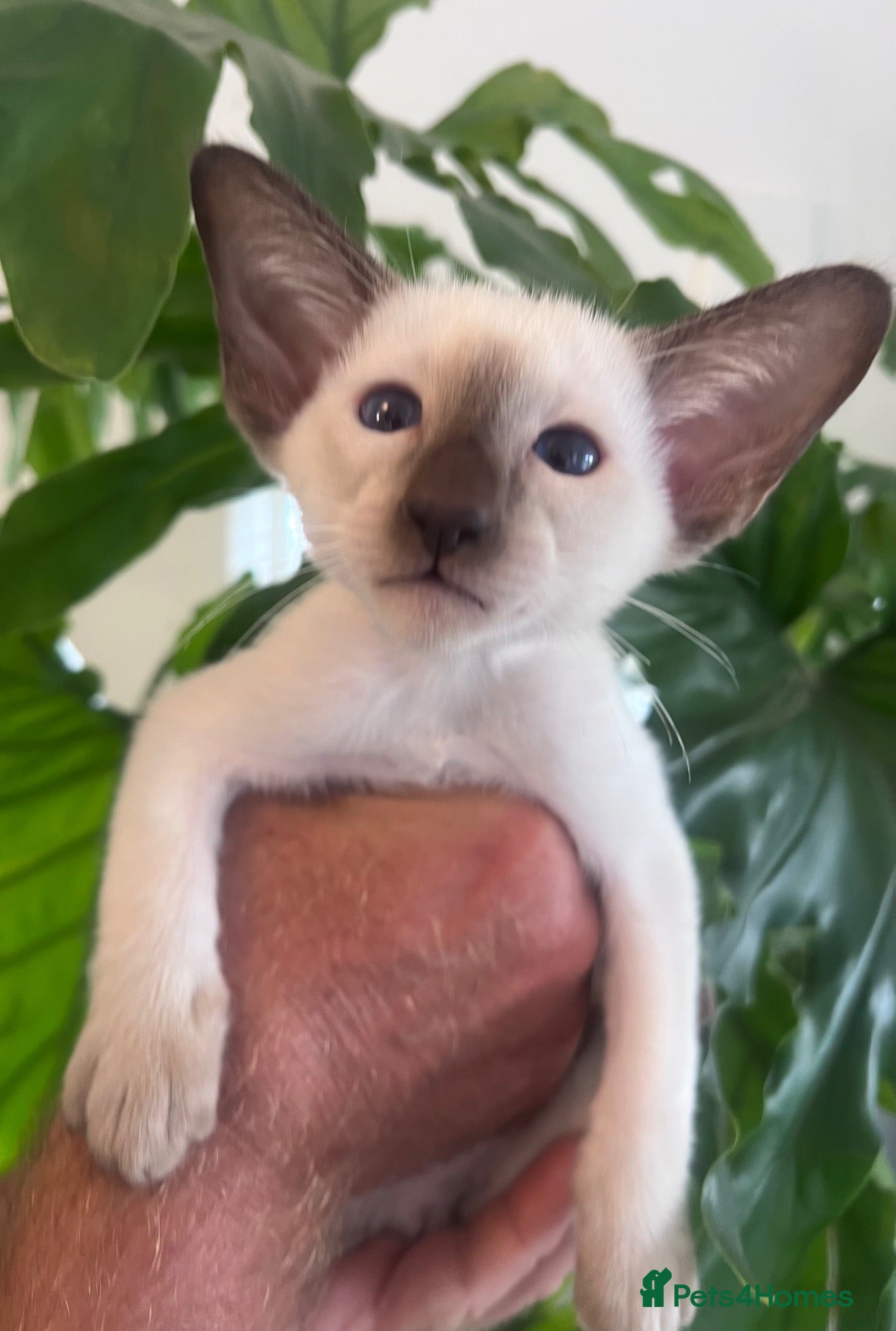 Siamese cats Siamese kittens - Advert 1