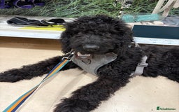 Cockapoo dogs for sale: 4 1/2 month cockapoo looking for his forever home - Image 1