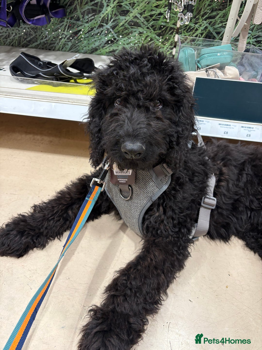 Cockapoo dogs for sale: 4 1/2 month cockapoo looking for his forever home - Image 1