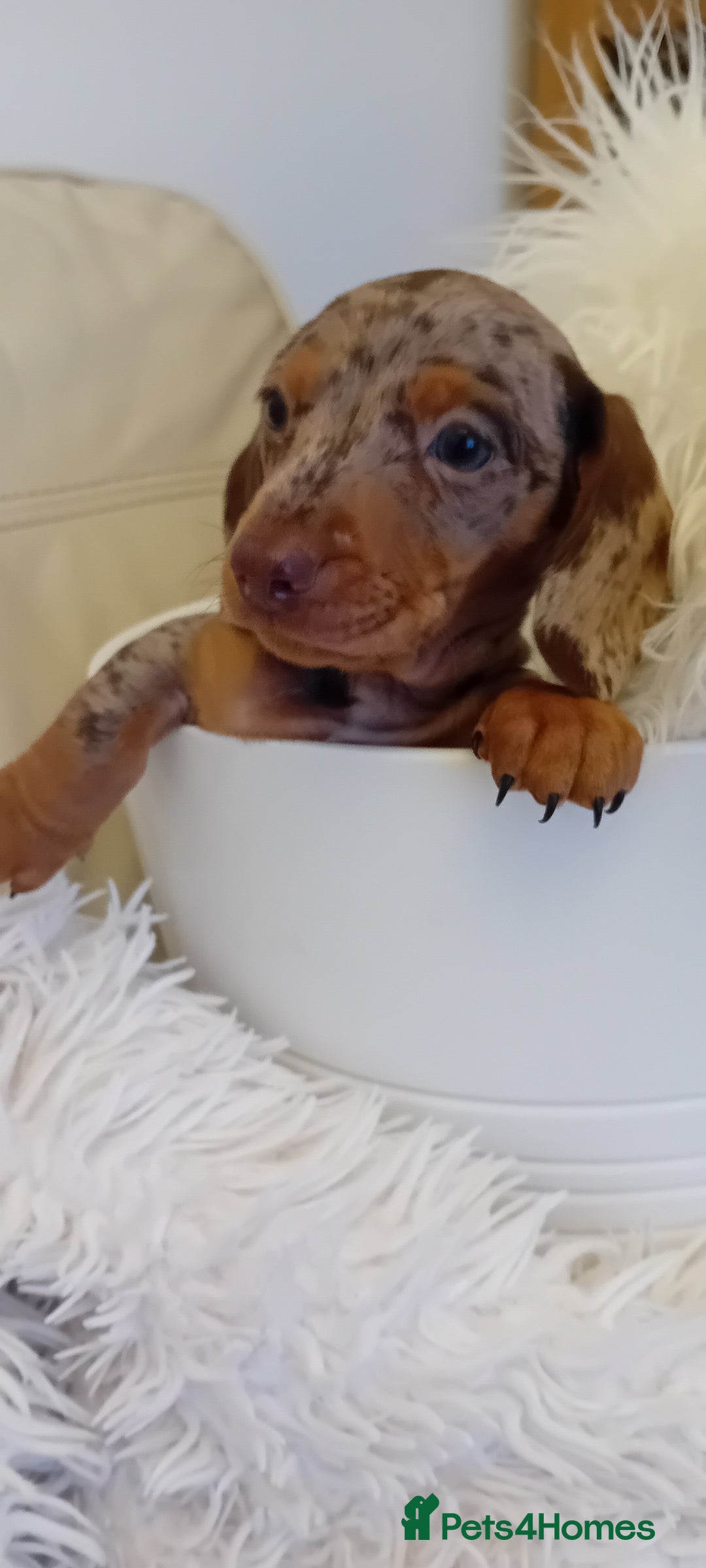 Miniature Dachshund dogs for sale: Boy dapple - Advert 3