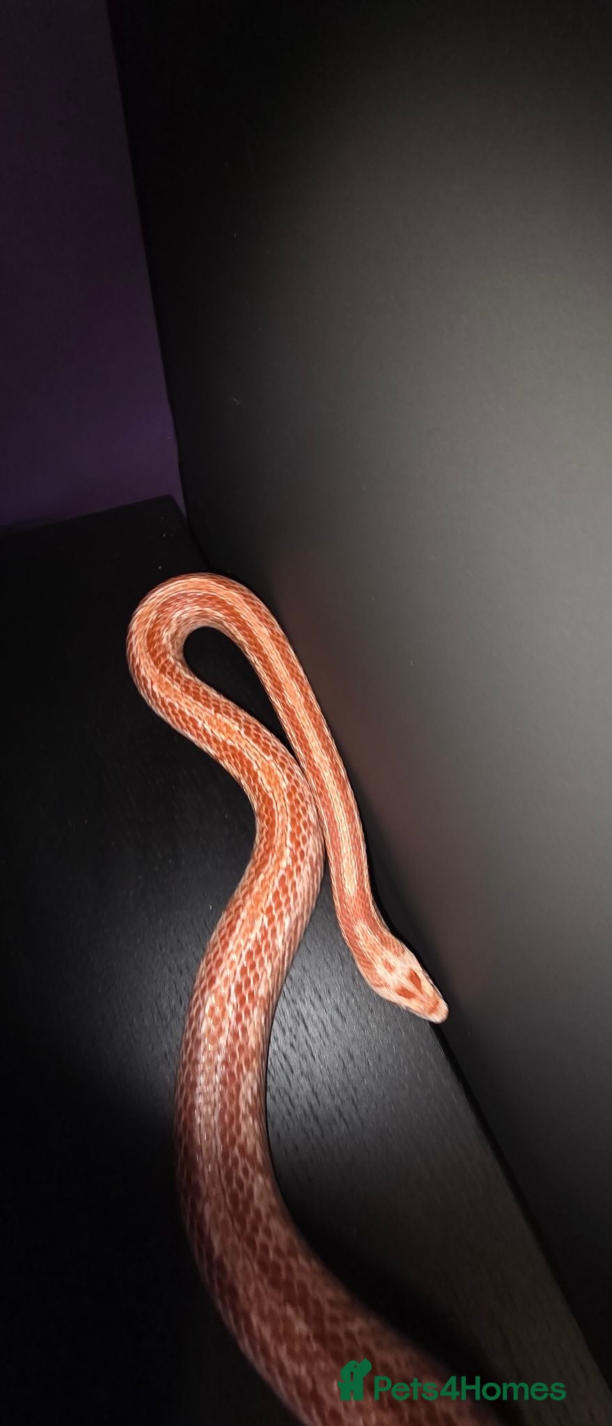 Corn Snake reptiles Female fire tessera corn snake - Advert 2