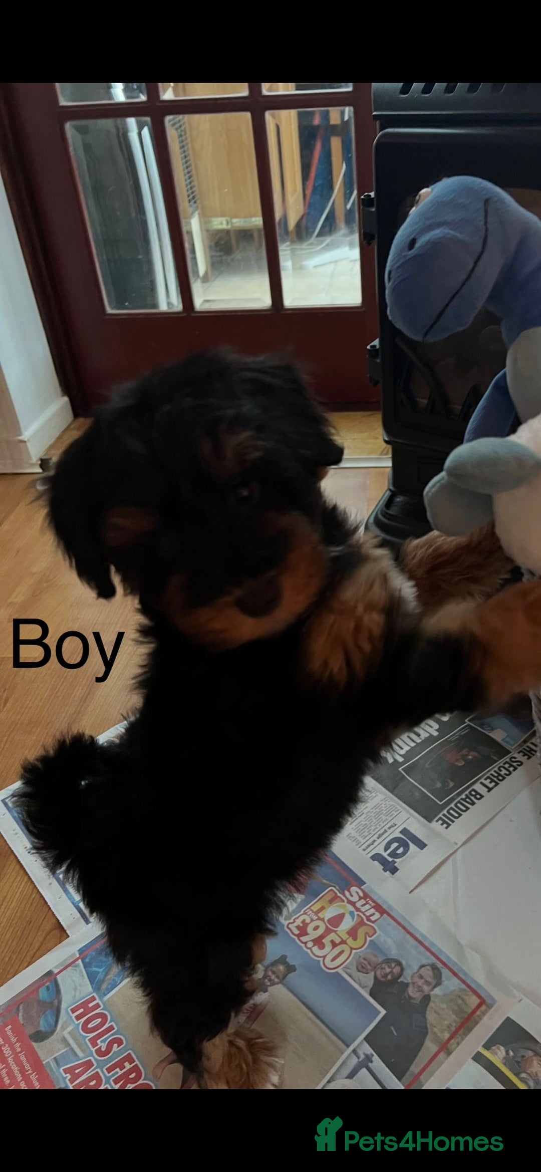 Schnoodle dogs for sale: American Toy Schnoodle Puppies *READY TO GO* - Advert 12
