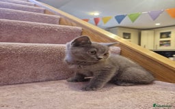 Scottish Fold cats for sale: 1 BSH Boy AVAILABLE. in Sheffield - Image 15