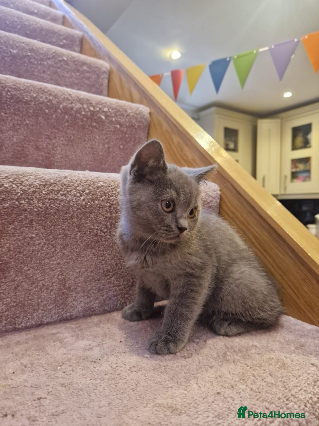 Scottish Fold cats for sale: 1 BSH Boy AVAILABLE. in Sheffield - Image 15