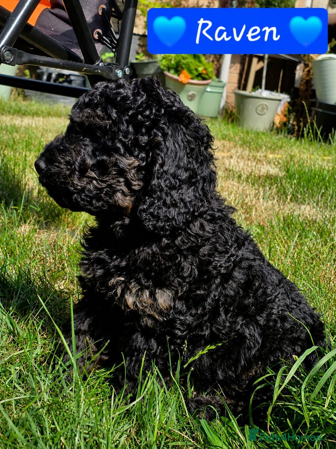 Cockapoo dogs Health Tested F1b Cockapoo Puppies - Advert 2