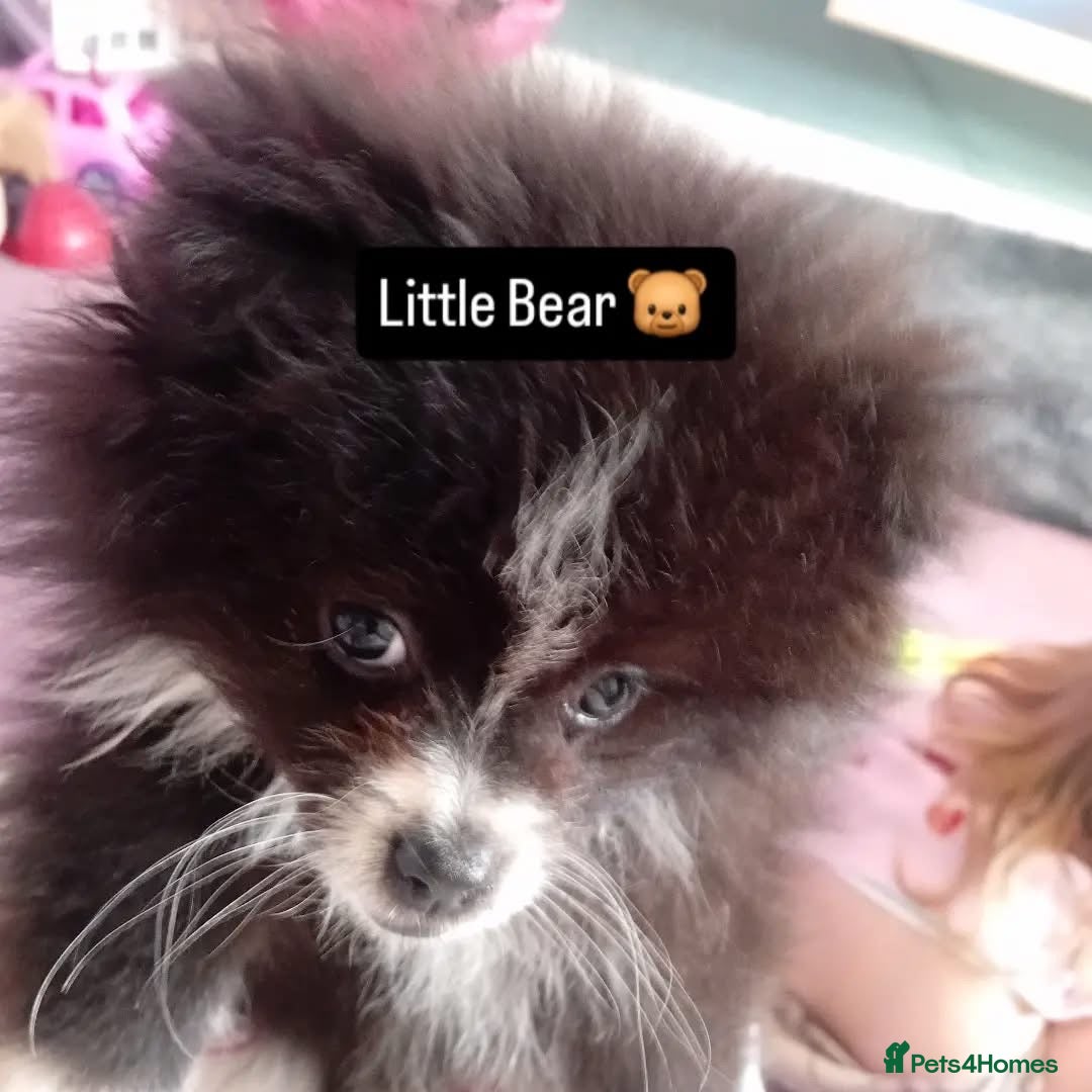 Pomeranian dogs Amazing little pom - Advert 6