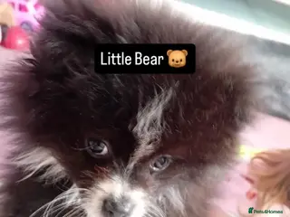 Pomeranian dogs Amazing little pom - Advert 6