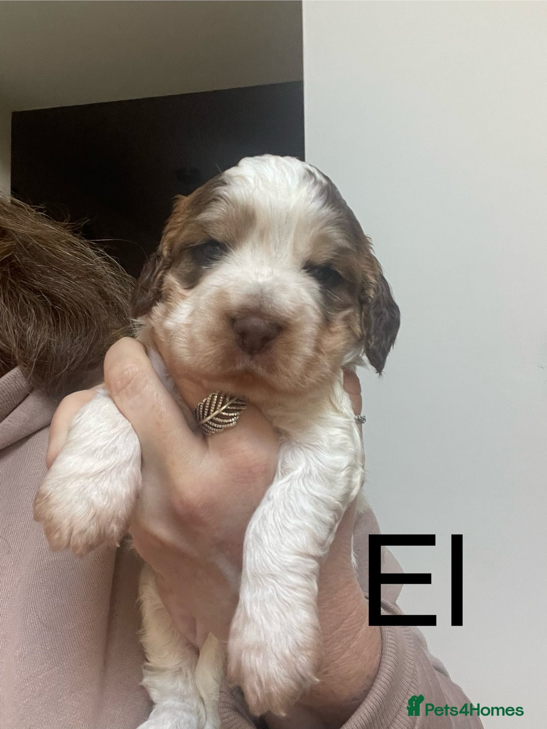 Cocker Spaniel dogs for sale: Beautiful health tested Cocker spaniel pups  - Advert 26