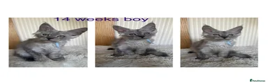 Maine Coon 1