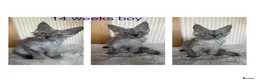 Maine Coon cats for sale: Stunning Mainecoon kittens  - Advert 5