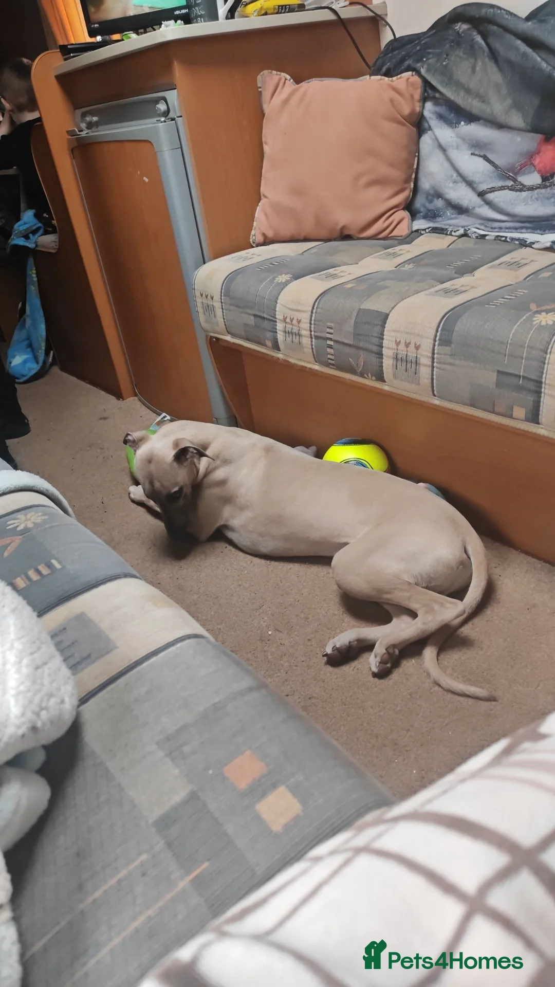 Whippet dogs for sale: Buddy  in Carlisle - Advert 2