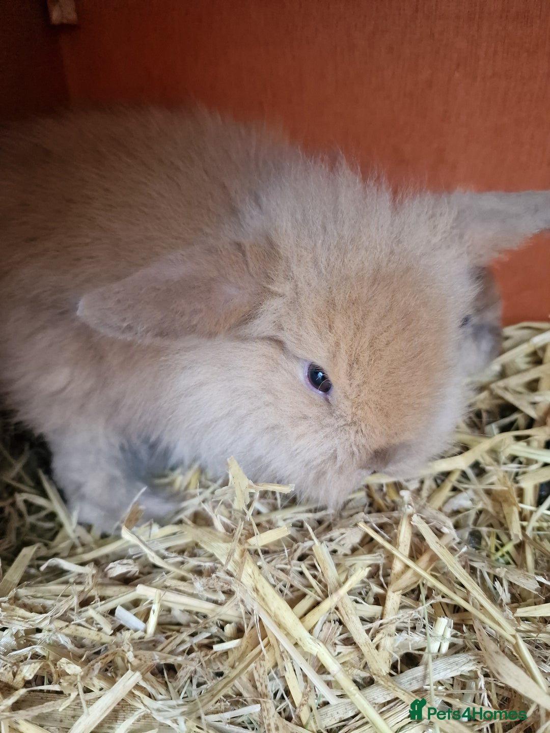 Mini Lion Lop rabbits for sale: Baby lop lionheads  - Advert 7