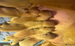 Labrador Retriever dogs for sale: Labrador puppies  - Advert 7