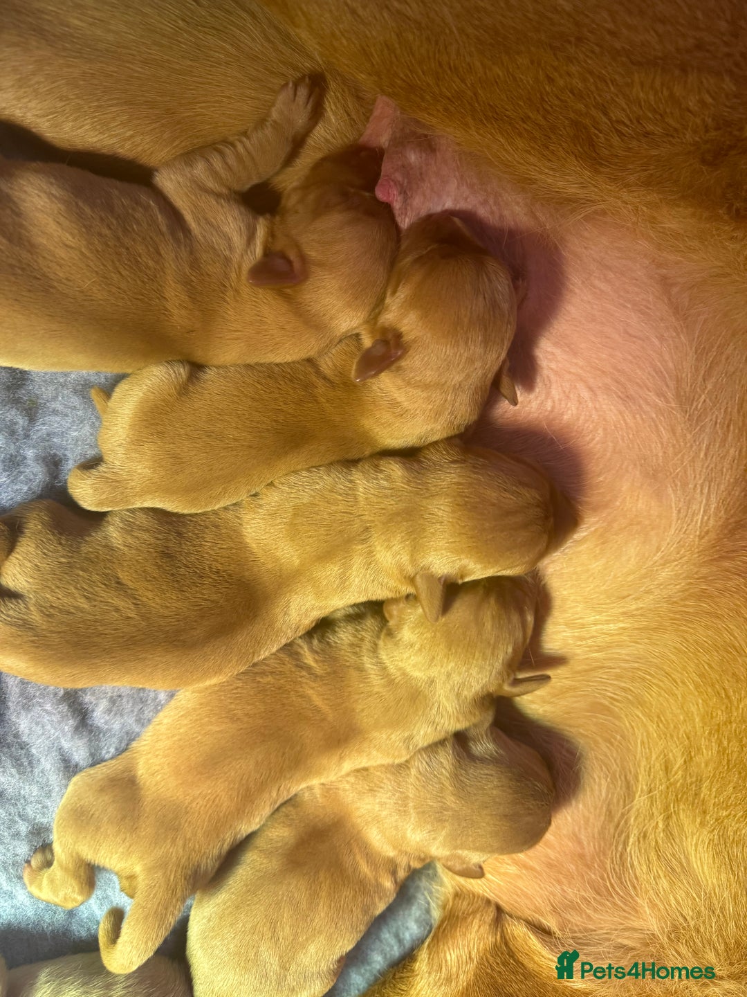 Labrador Retriever dogs for sale: Labrador puppies  - Advert 7