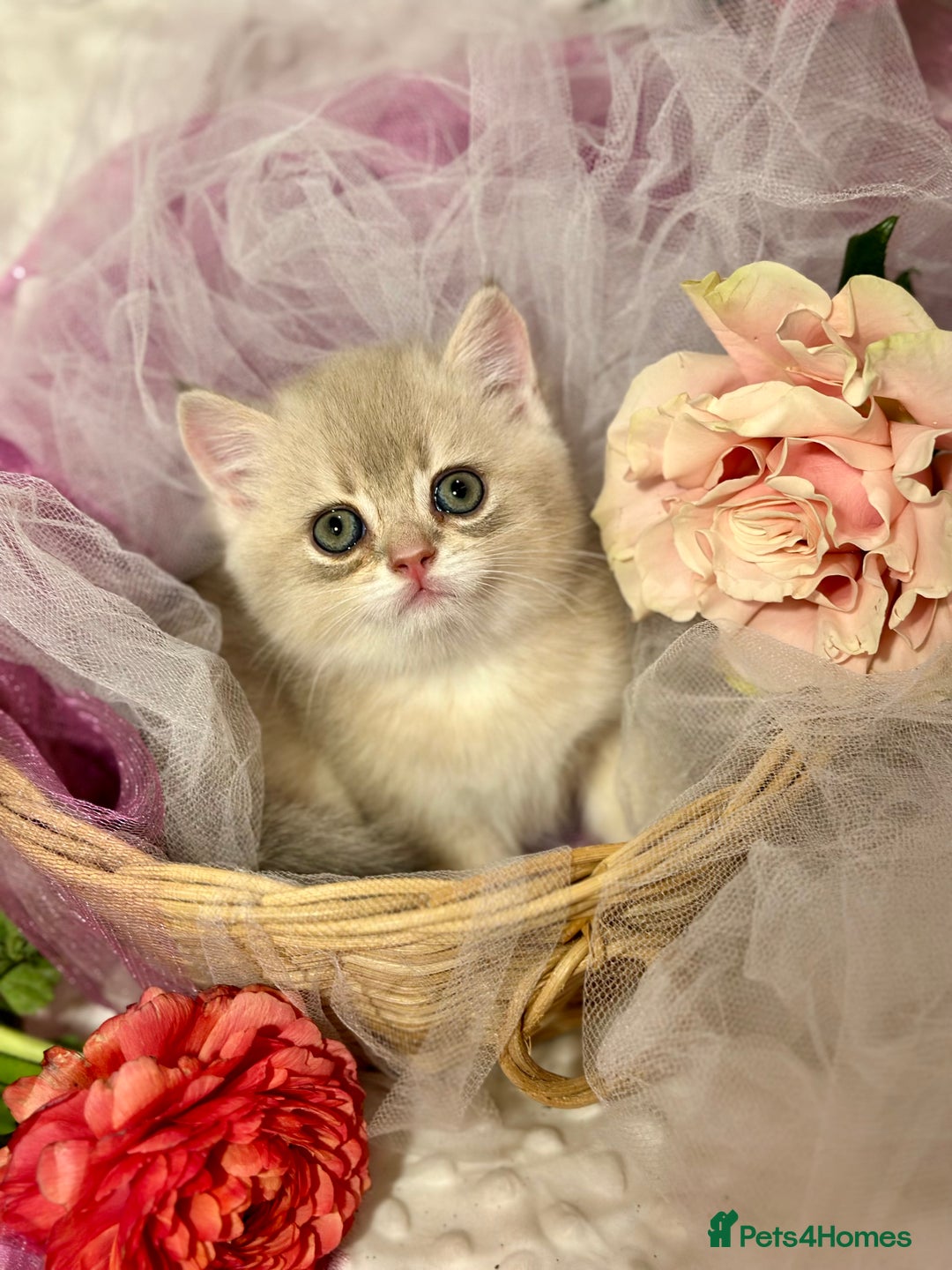 British Shorthair cats for sale: Two Blue Gold Boys  - Advert 7