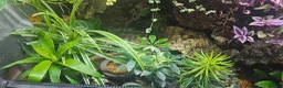 Skink reptiles for sale: Male and female pair of red eyed crocodile skinks - Advert 4