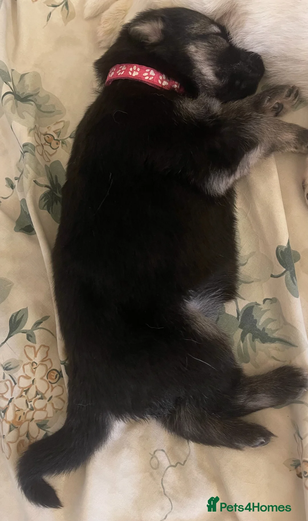 German Shepherd dogs for sale: KC Registered Long Hair straight back GSD  in Rochester - Advert 2