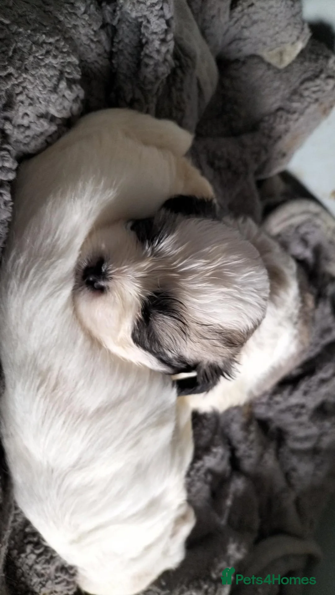 Cava Tzu dogs for sale: 16 month cava-tzu in Darwen - Advert 2