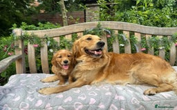Golden Retriever dogs for stud: Handsome, Proven Fully health tested   DNA clear  - Advert 10