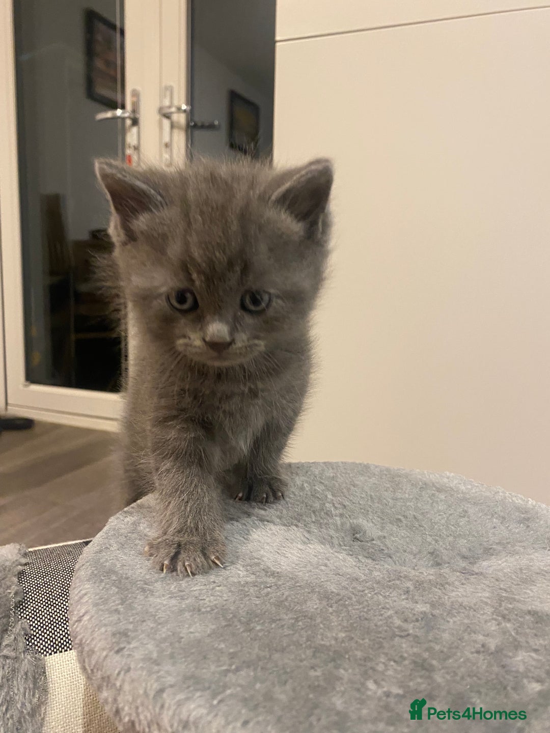 British Longhair cats for sale: British longhair kittens with Persian lineage - Image 17