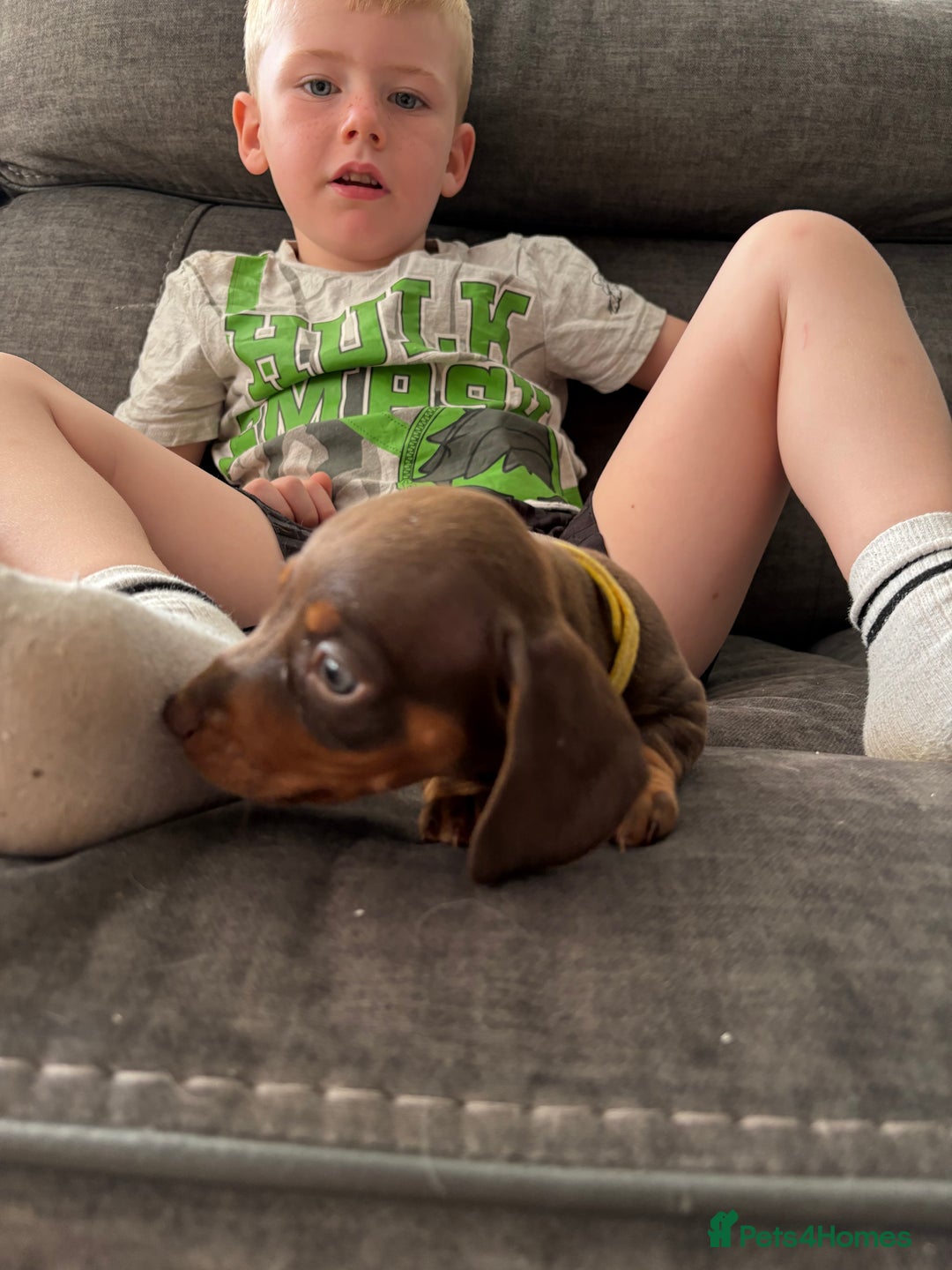 Miniature Dachshund dogs for sale: Miniature dachshund puppies  - Image 24