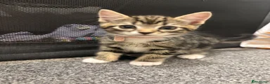 Bengal 2