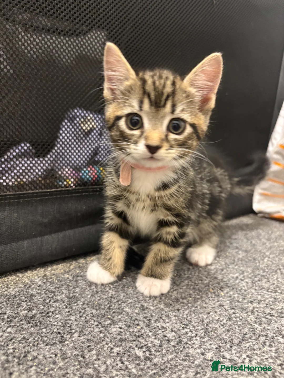 Bengal cats for sale: Bengal X - Advert 2