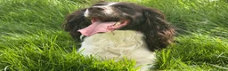 Sprocker dogs for sale: 4 x Sprocker pups for sale  - Advert 2