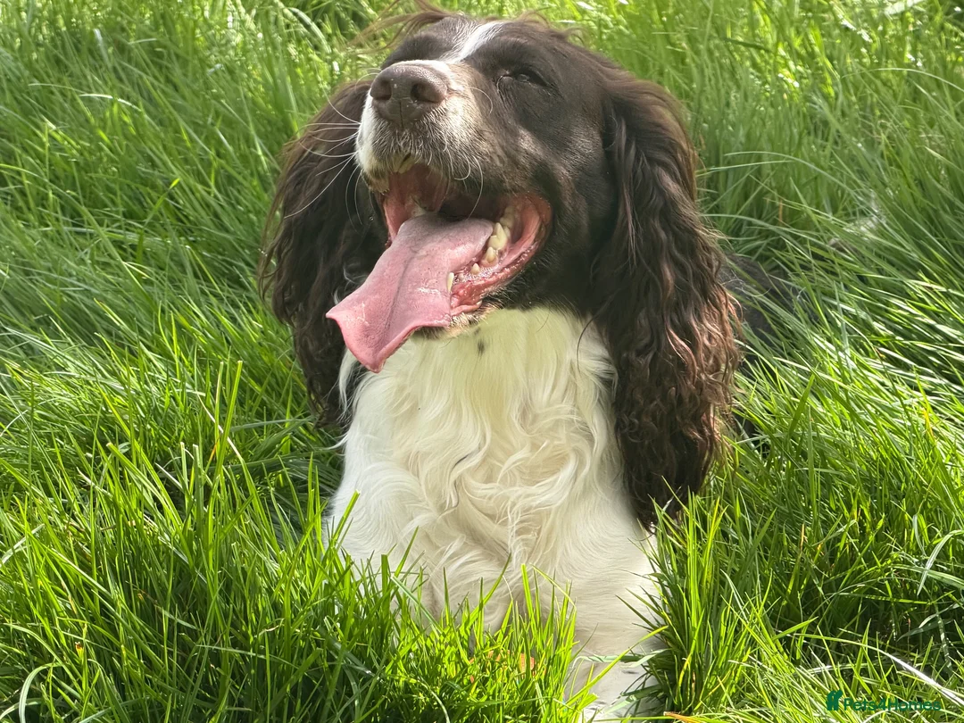 Sprocker dogs for sale: 4 x Sprocker pups for sale  - Advert 2
