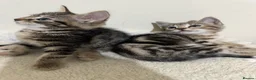 Domestic Shorthair cats for sale: Lovely tabby kittens - Advert 21