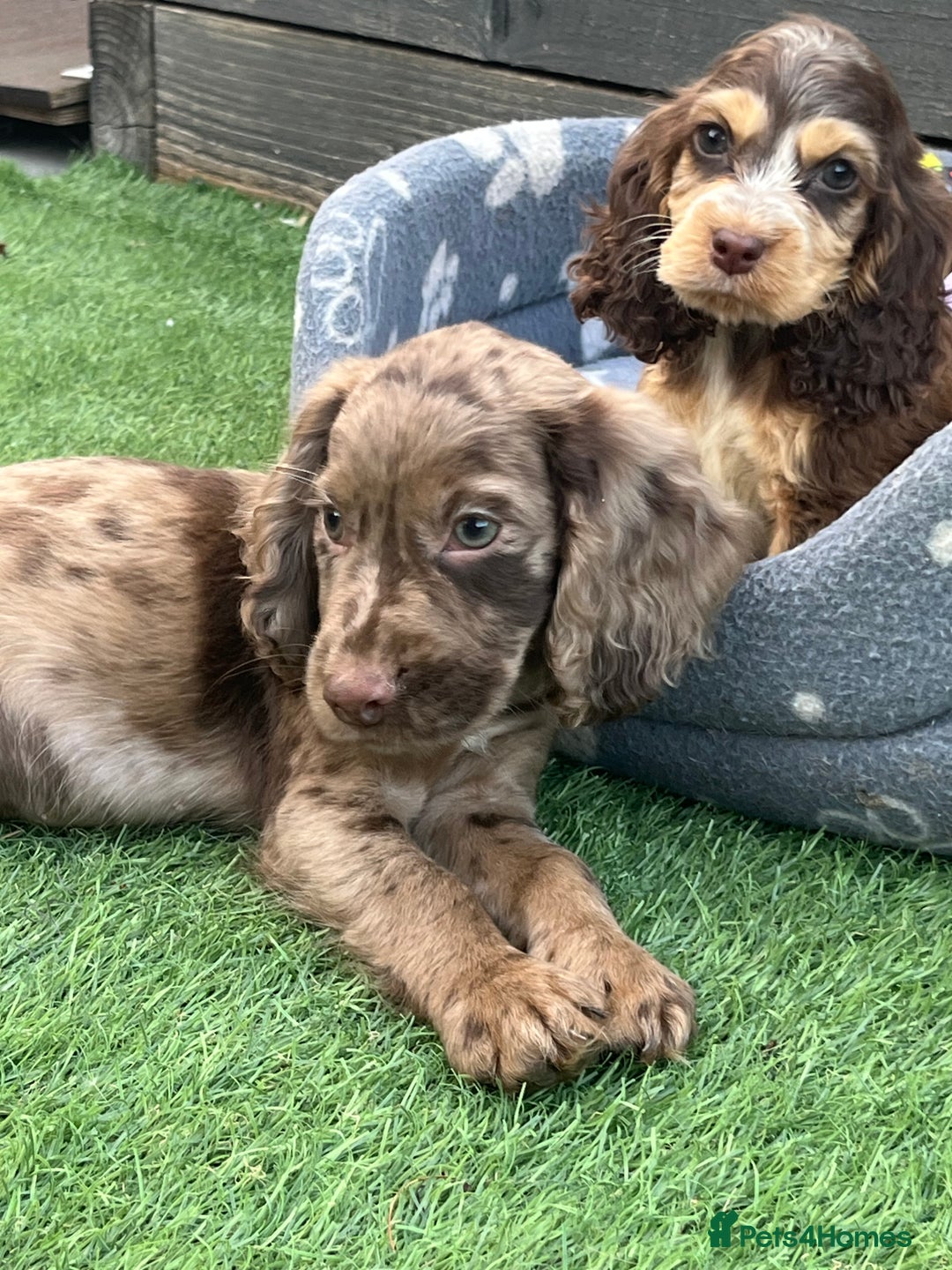 Cocker Spaniel dogs for sale: ❤️Gorgeous, Happy, Healthy, Spaniel babies 💙 - Image 25