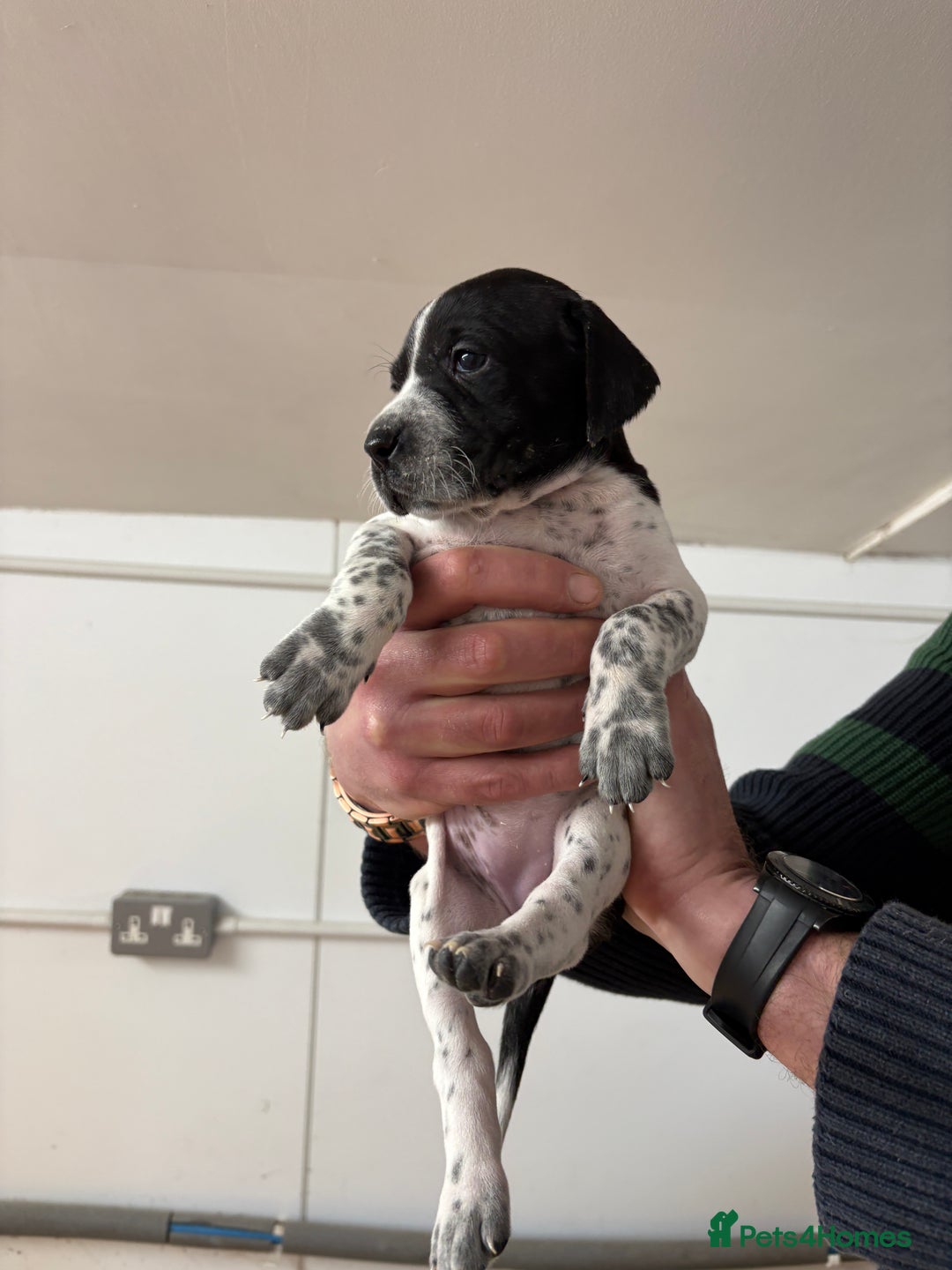 Pointer dogs for sale: English Pointer Puppies available 8th January  - Advert 16