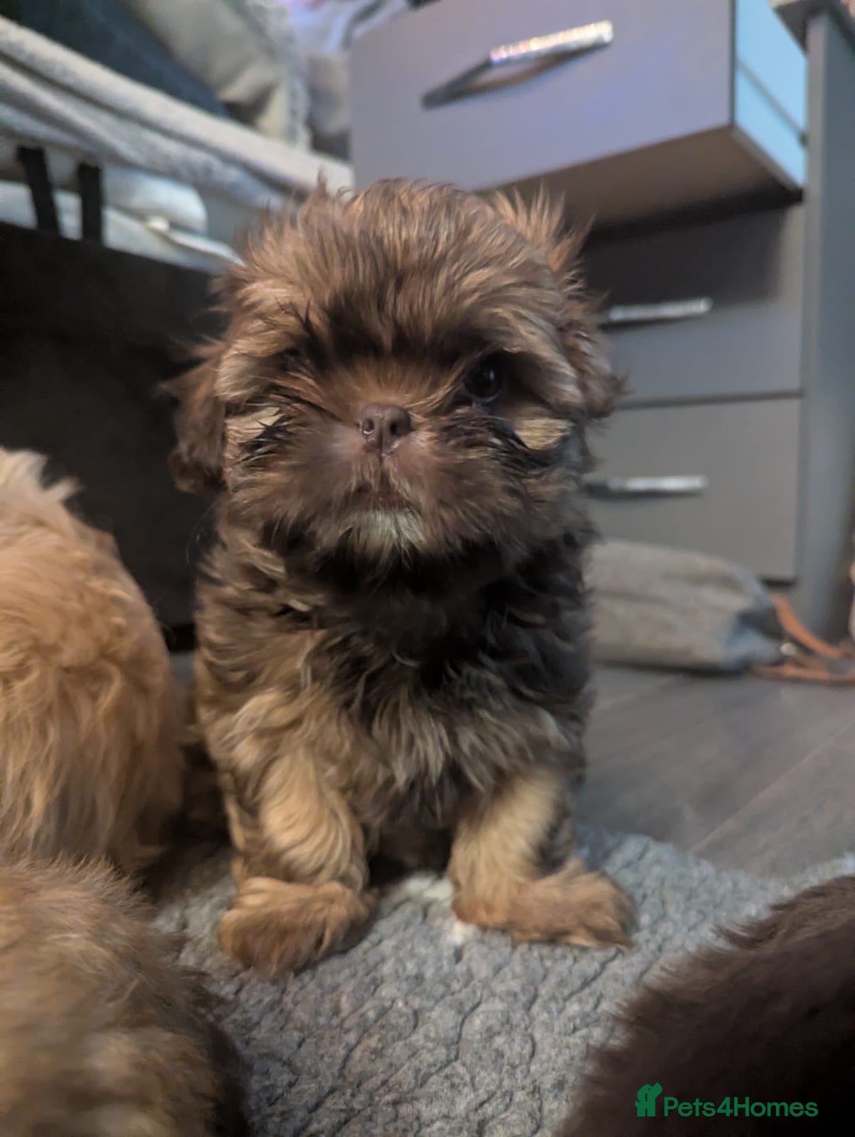 Shih Tzu dogs Imperial shih-tzus - Advert 1