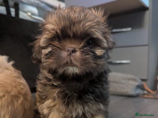 Shih Tzu dogs Imperial shih-tzus - Advert 2