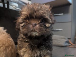 Shih Tzu dogs Imperial shih-tzus - Advert 5