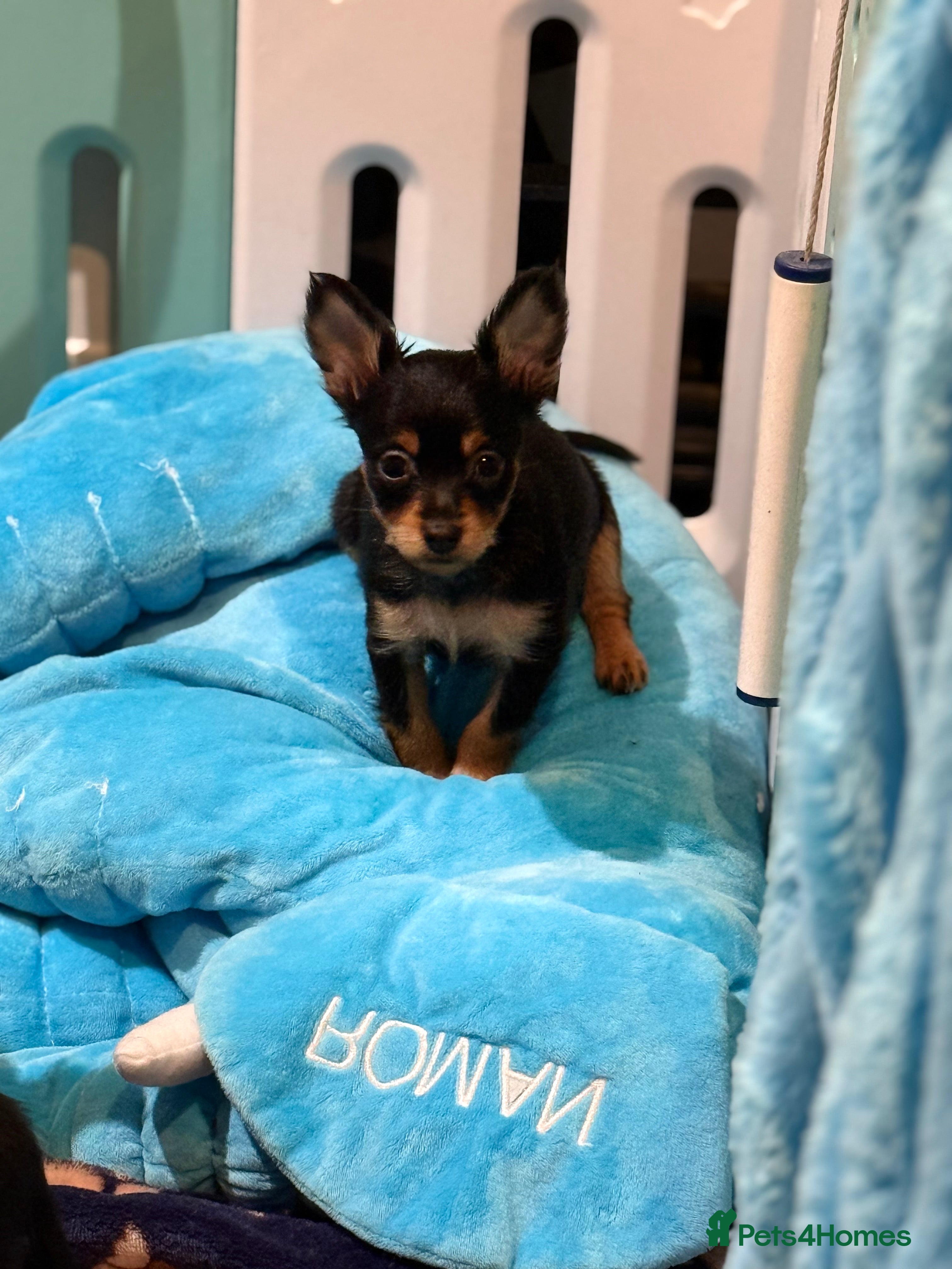 Russian Toy Terrier dogs Beautiful Russian Toy Puppies - Advert 1