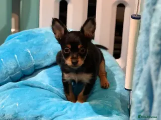 Russian Toy Terrier dogs Beautiful Russian Toy Puppies - Advert 1