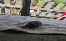 Guinea Pig rodents for sale: Guinea pigs  - Image 6