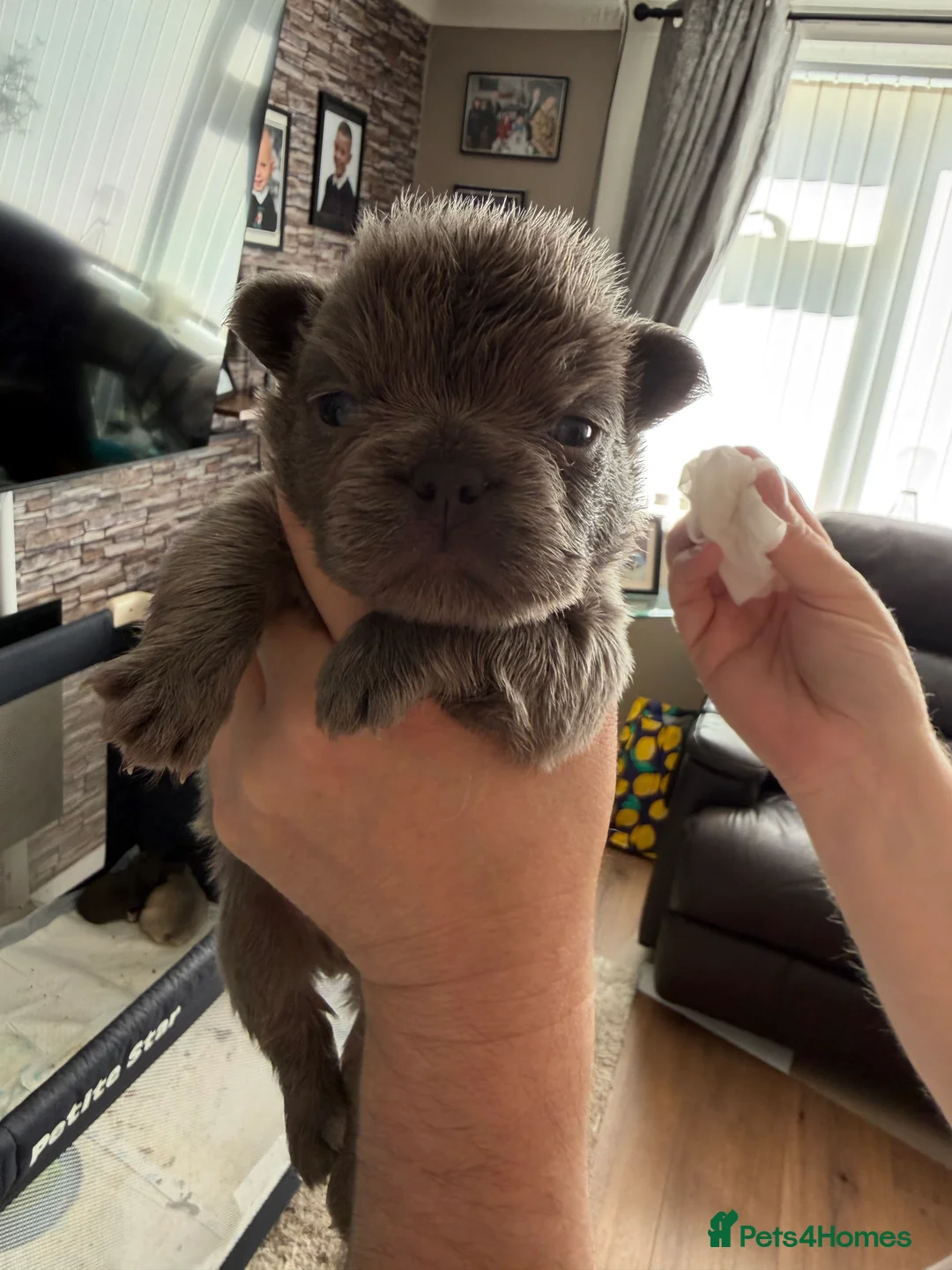 French Bulldog dogs for sale: Fluffy French bulldog puppies  - Advert 2