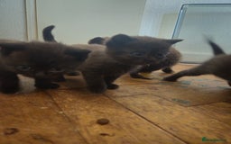 British Shorthair cats for sale: Champion Black British Shorthairs - Image 7