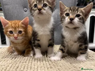 Mixed Breed cats Kittens ready to new homes - Advert 18
