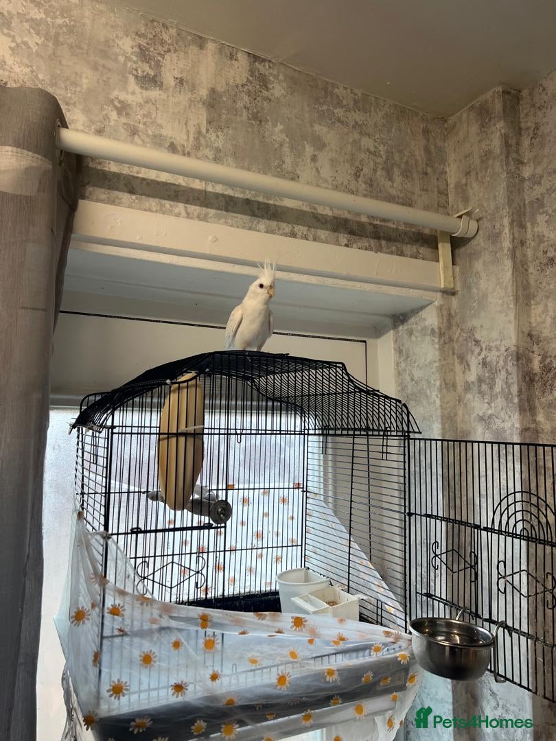 Cockatiels birds Cockatiels - Advert 2