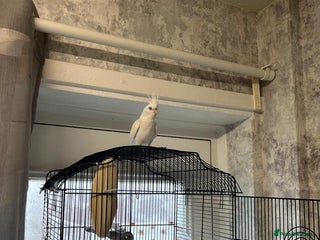 Cockatiels birds Cockatiels - Advert 1