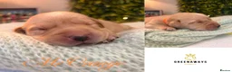 Labrador Retriever dogs for sale: Health-Tested Labrador Pups | 5-Star Breeder - Advert 11