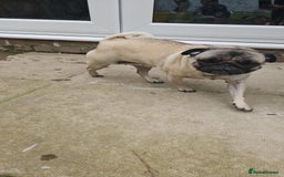 Pug dogs for sale: Adorable 4-Year-Old Pug Looking for a Loving Home - Image 2