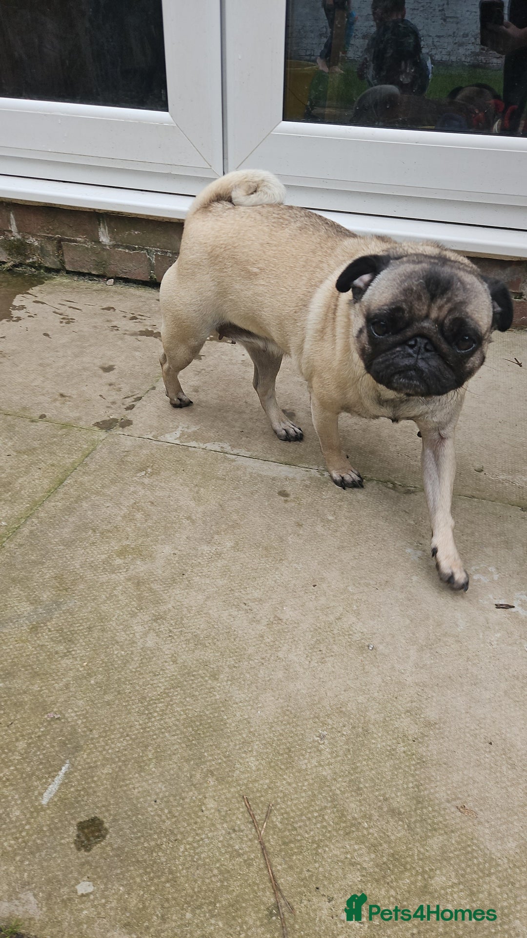 Pug dogs for sale: Adorable 4-Year-Old Pug Looking for a Loving Home - Image 2