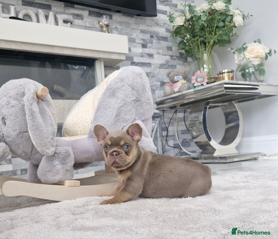 French Bulldog dogs for sale: Beautiful french bulldog puppies  - Image 6