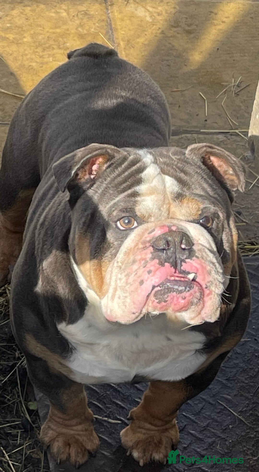 English Bulldog dogs for stud: HUGE CB BLUE TRI ENGLISH BULLDOG STUD in London - Advert 4