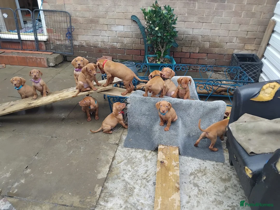 Hungarian Vizsla dogs for sale: Beautiful Hungarian vizsla - Advert 2